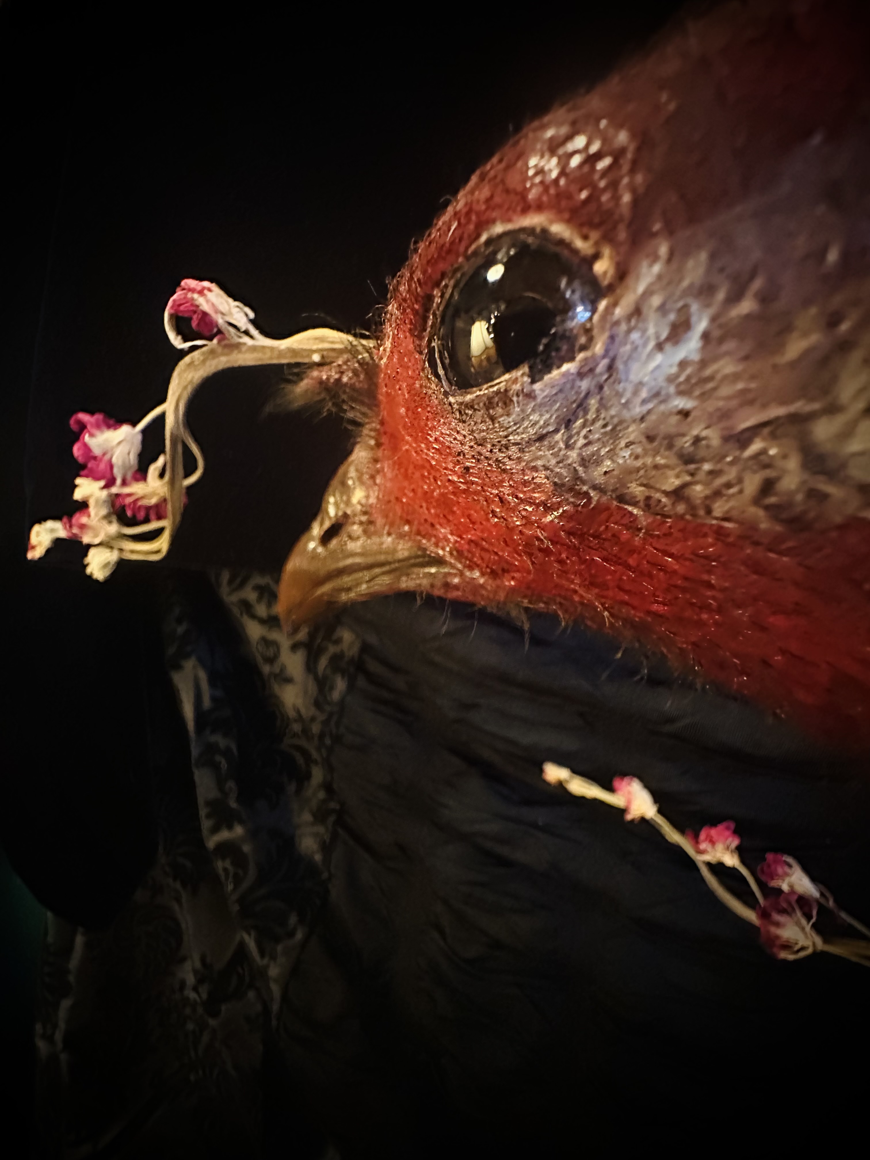 An extreme close-up of Marcellus's dark eye and red head, with a single dried bloom resting on his beak.