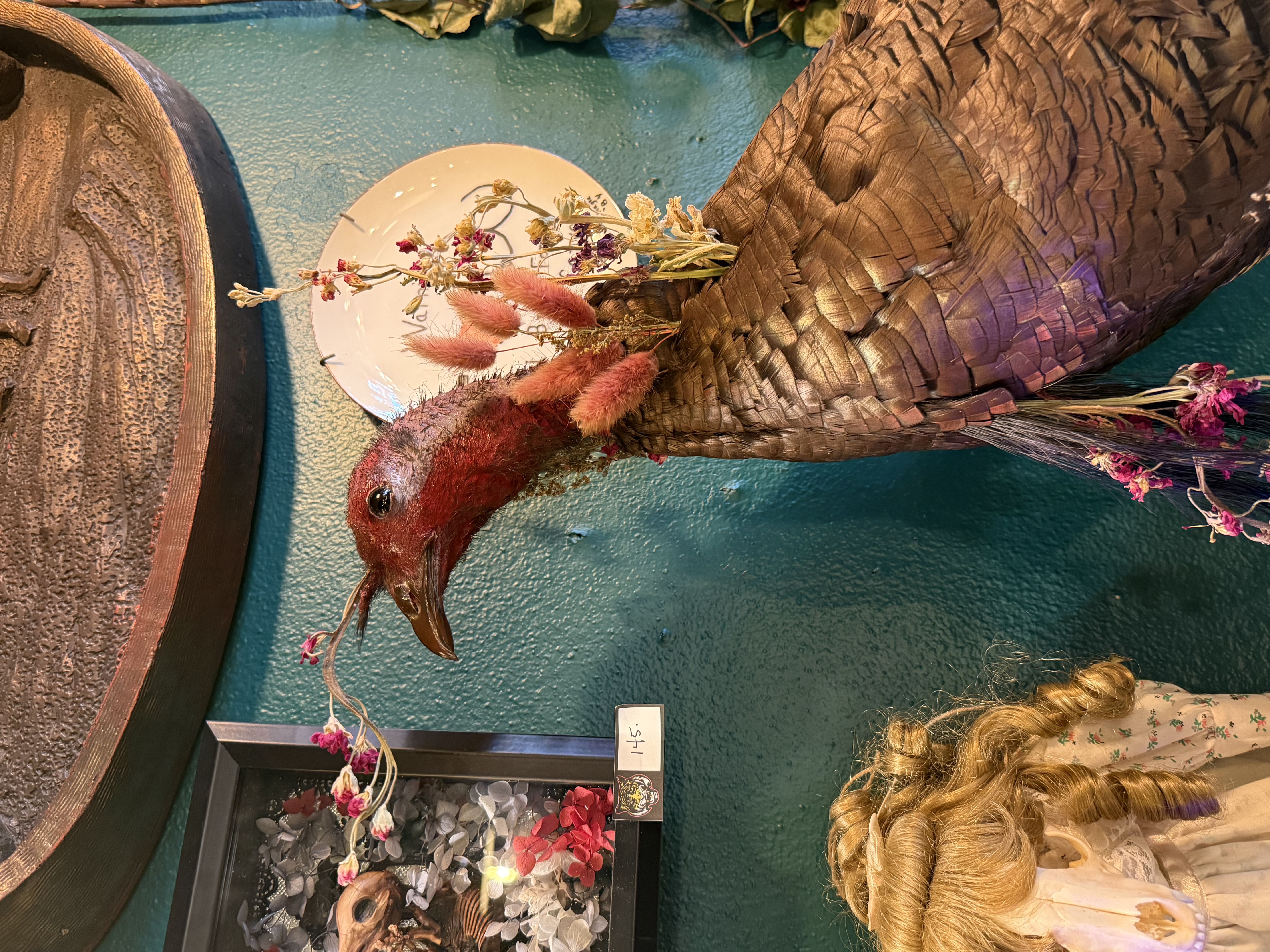 Marcellus on a teal-painted shelf, viewed from behind, with a glass curio dome behind him.